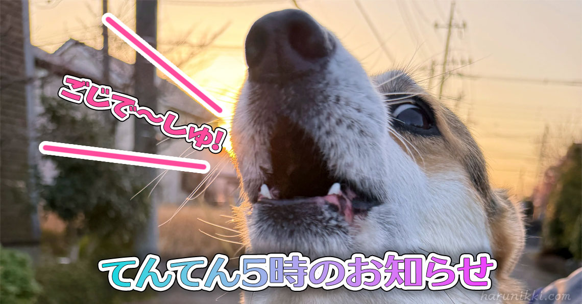 てんてん5時のお知らせ