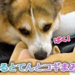 はるとてんとコギまみれ