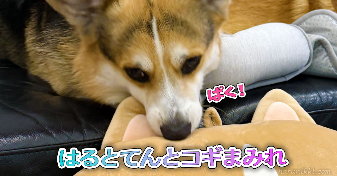 はるとてんとコギまみれ