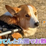 はるてんと公園でお散歩！