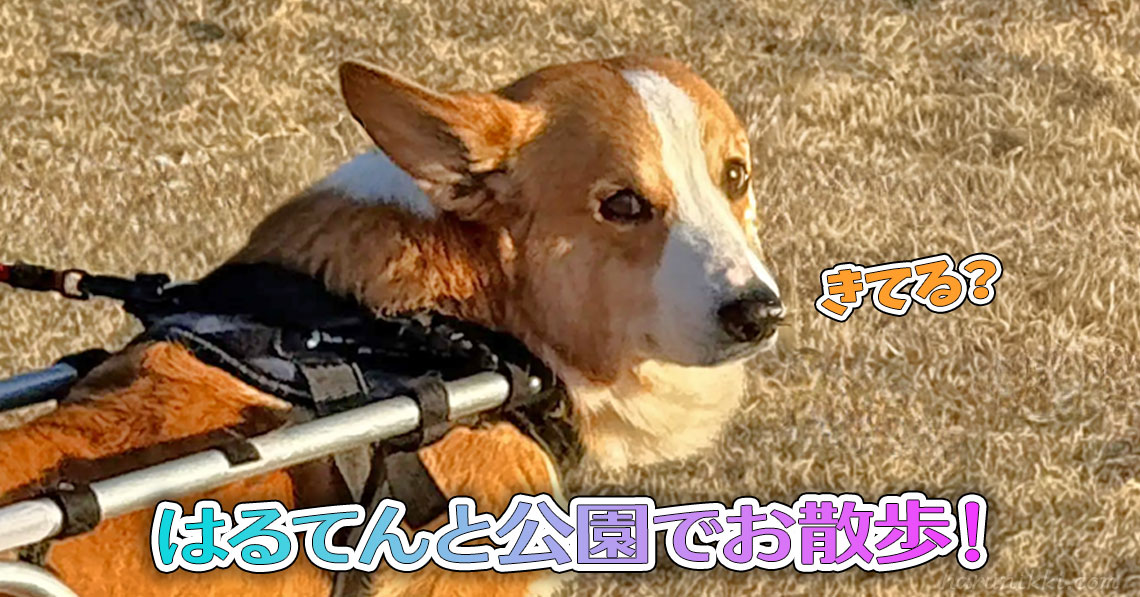 はるてんと公園でお散歩！