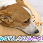 めずらしくはるさんが