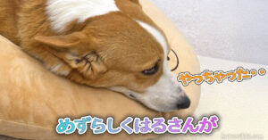 めずらしくはるさんが