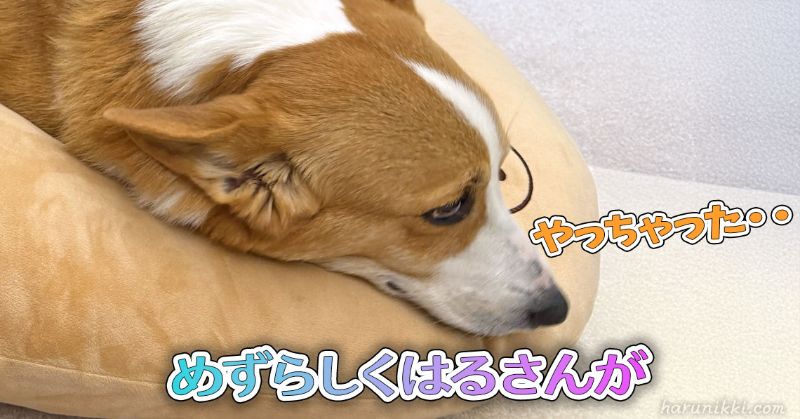 めずらしくはるさんが