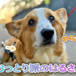 おっとり派のはるさん