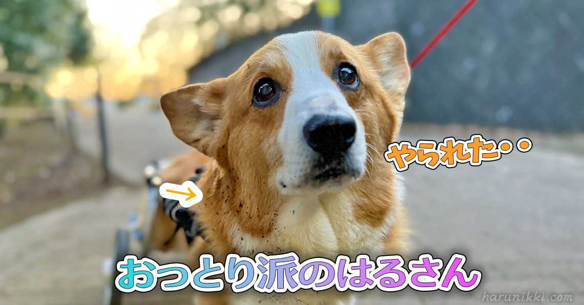 おっとり派のはるさん