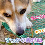 すっかり春だね