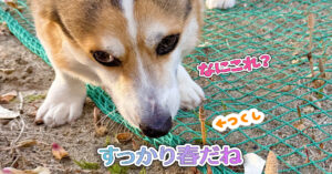 すっかり春だね