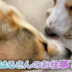 はるさんのお仕事？