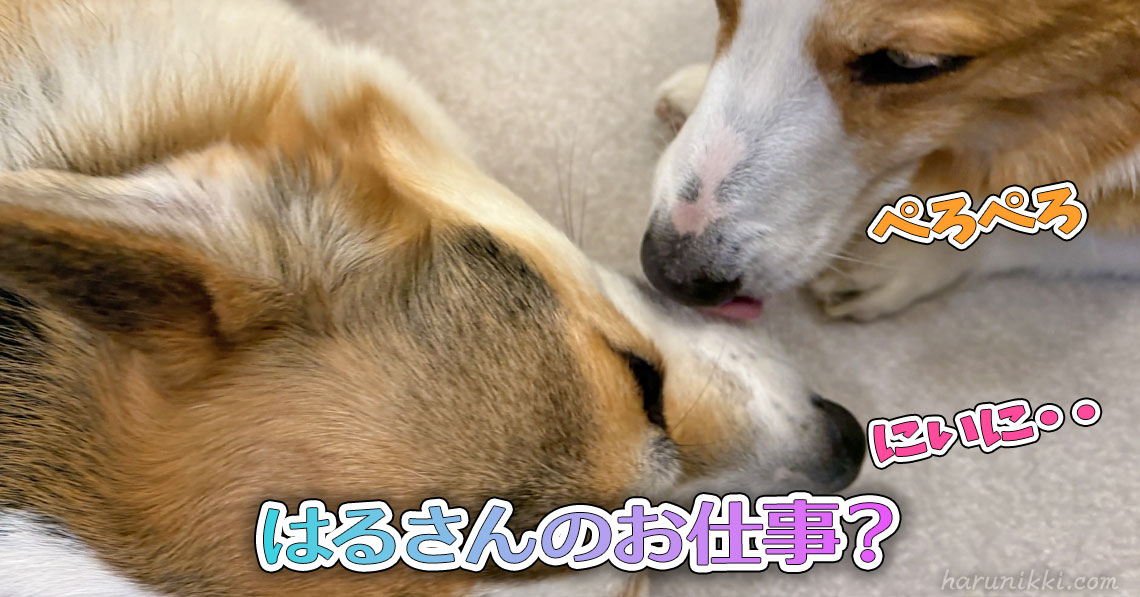 はるさんのお仕事？