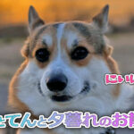 はるとてんと夕暮れのお散歩！