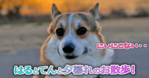 はるとてんと夕暮れのお散歩！