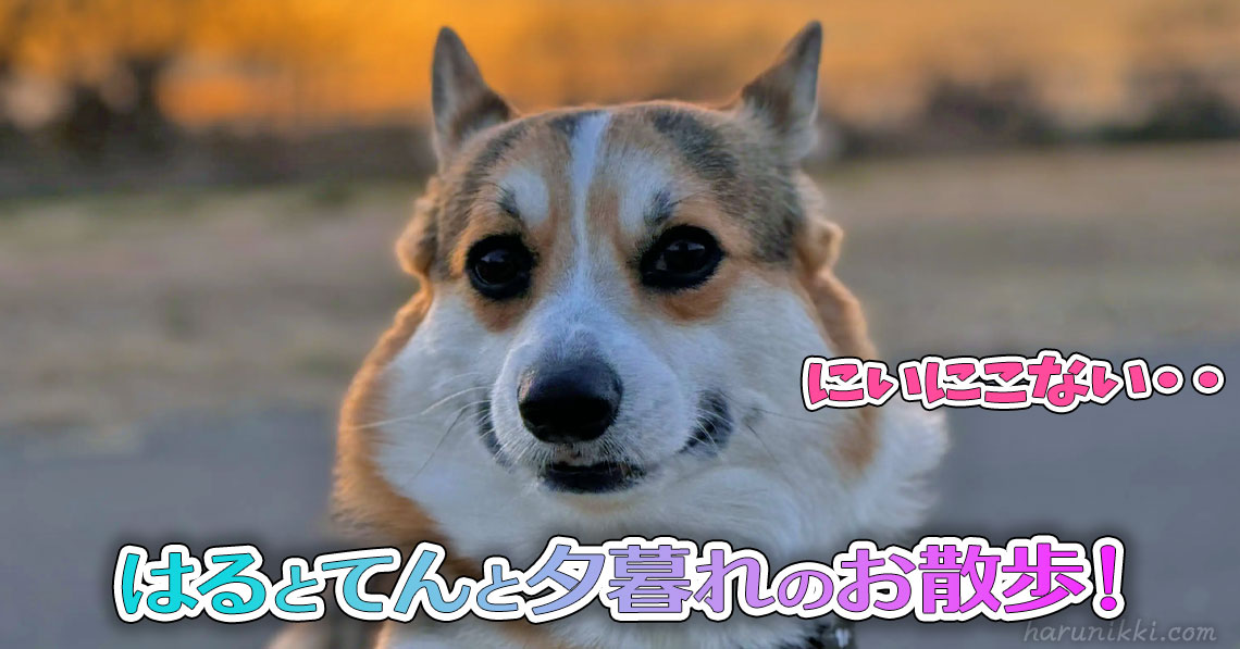 はるとてんと夕暮れのお散歩！