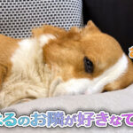 はるのお隣が好きなてん