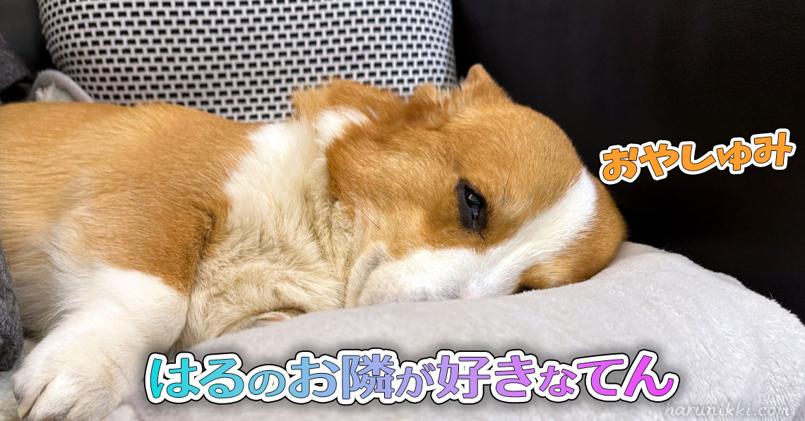 はるのお隣が好きなてん