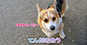 てん付き合う
