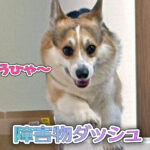 障害物ダッシュ