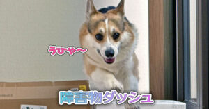 障害物ダッシュ
