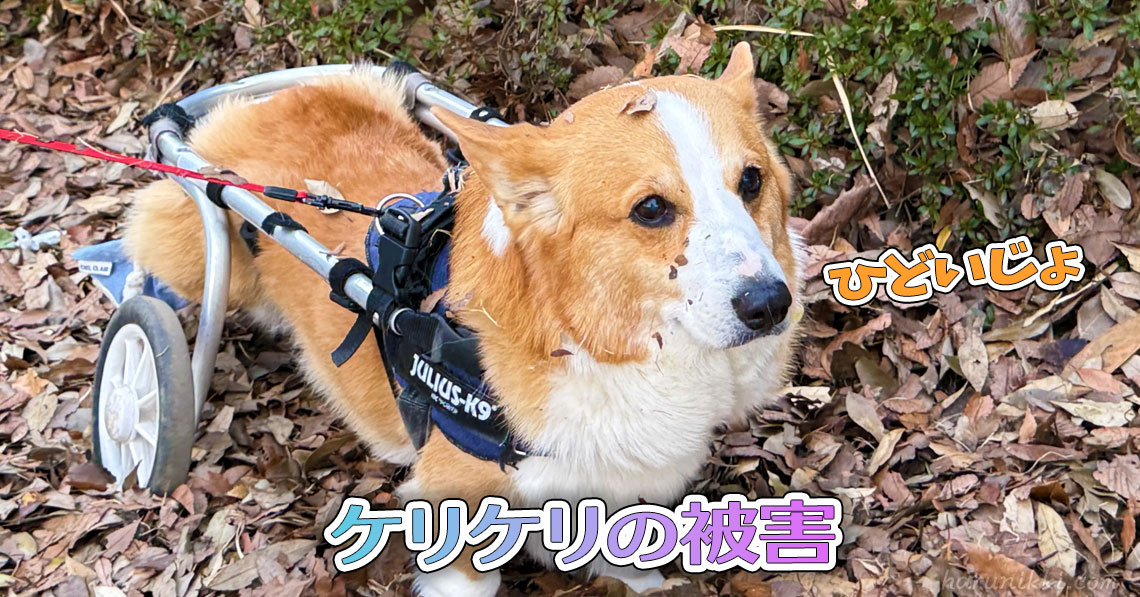 ケリケリの被害