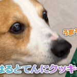 はるとてんにクッキー