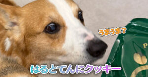 はるとてんにクッキー