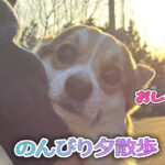 のんびり夕散歩