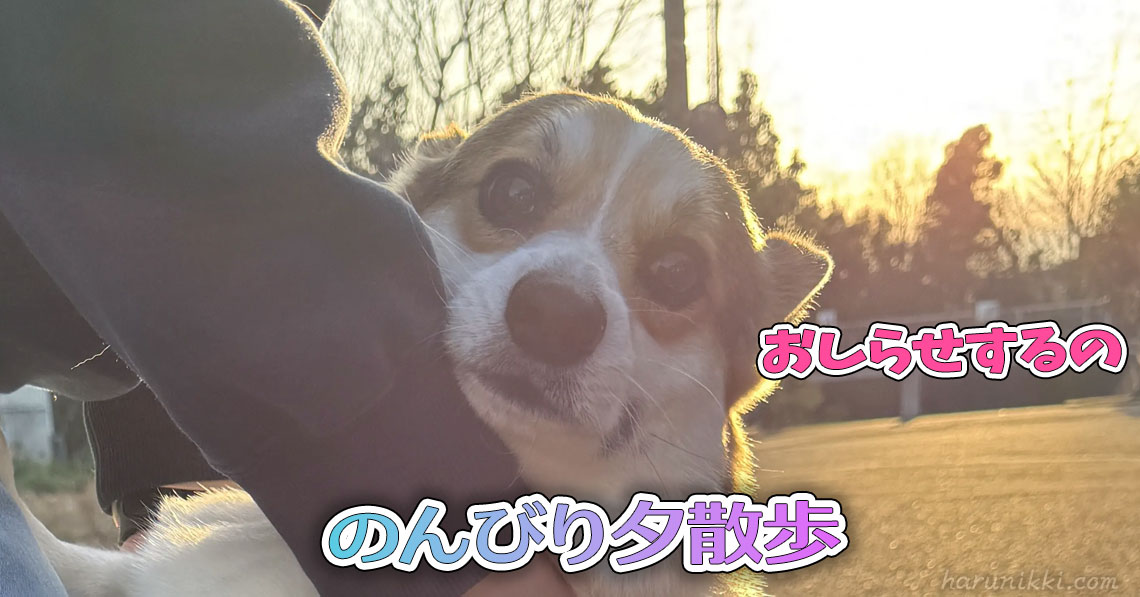 のんびり夕散歩