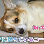 廊下に落ちているコーギー