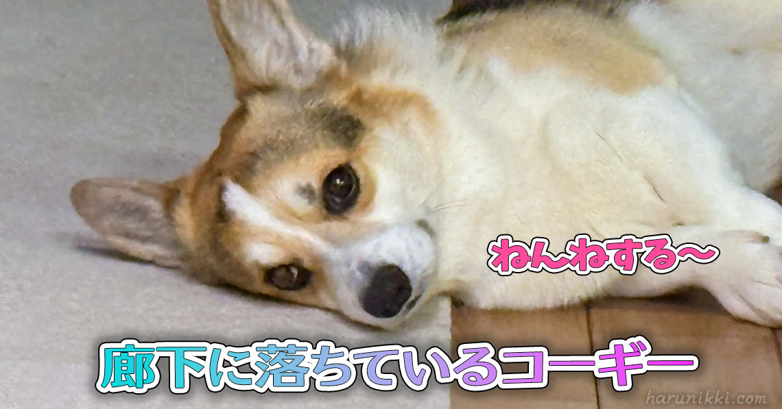 廊下に落ちているコーギー