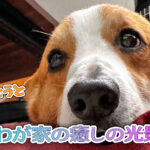 わが家の癒しの光景