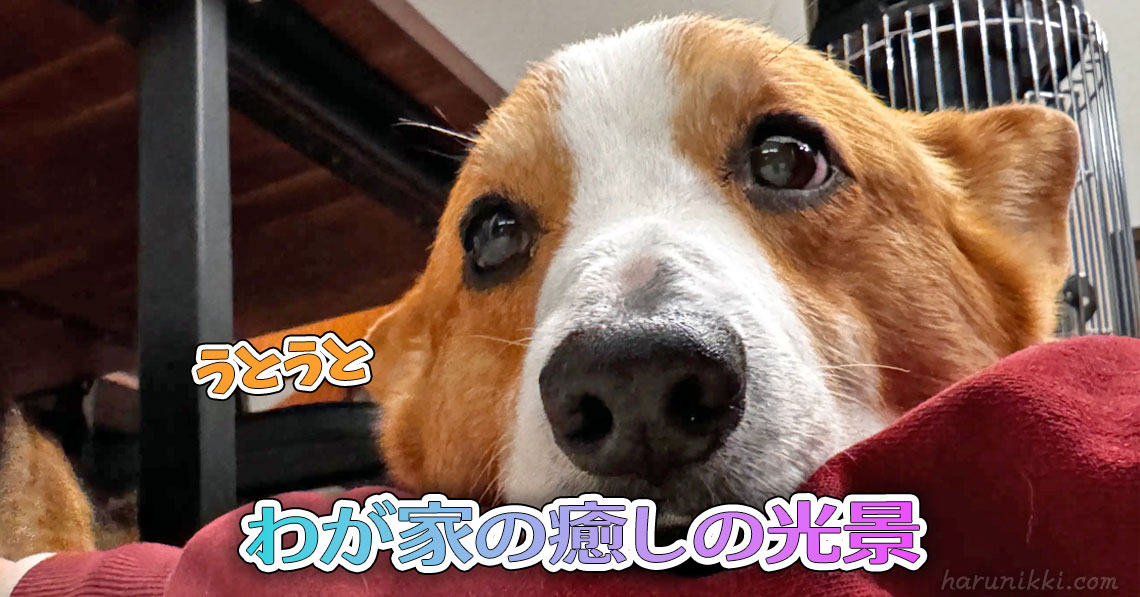 わが家の癒しの光景