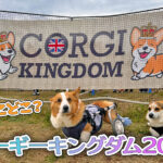 コーギーキングダム2026