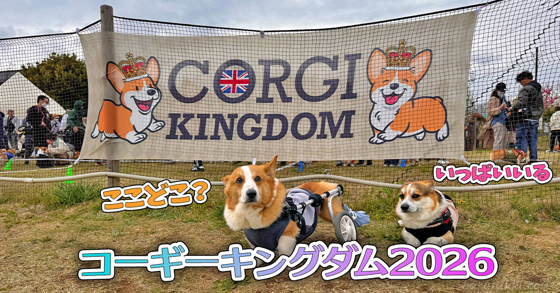 コーギーキングダム2026