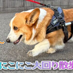 にこにこ大回り散歩