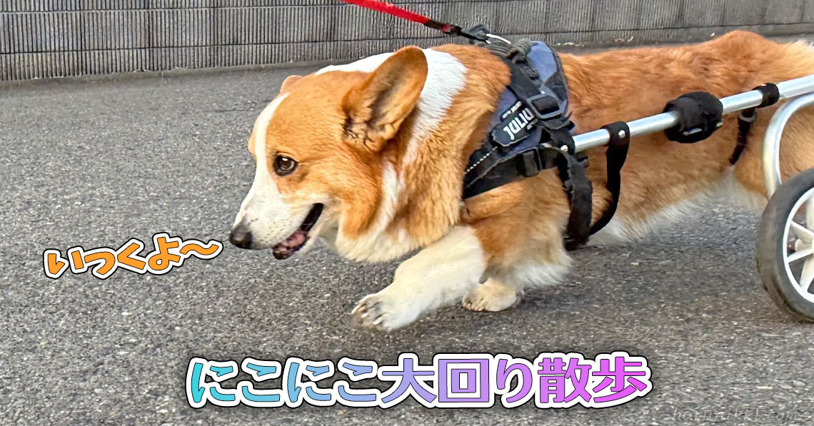 にこにこ大回り散歩