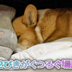 ２ぴきがくつろぐ場所