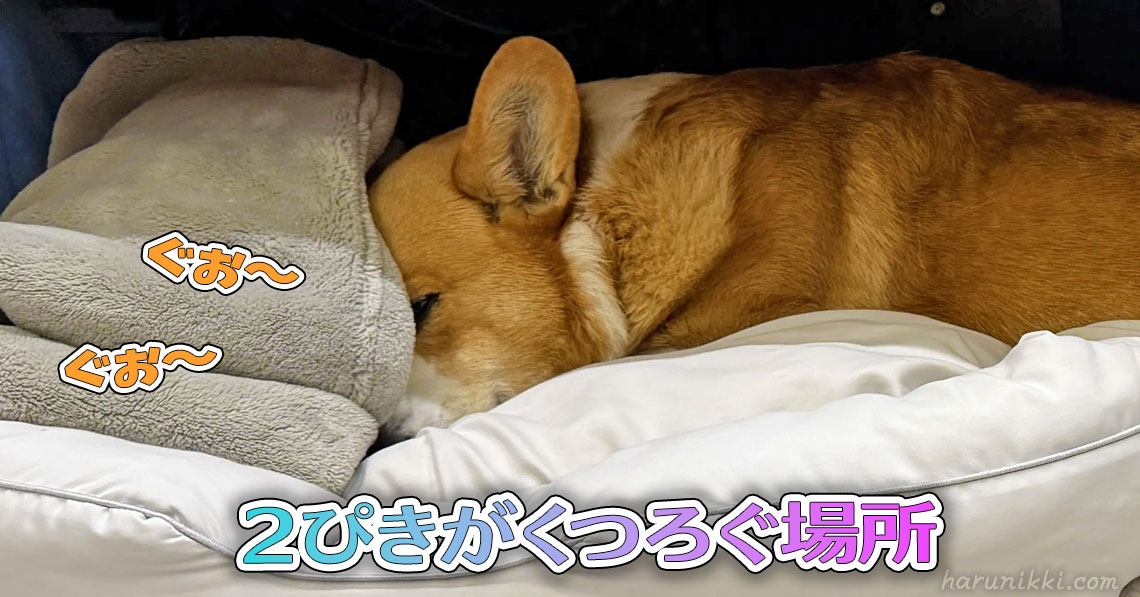 ２ぴきがくつろぐ場所