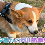 夕暮れの河川敷散歩