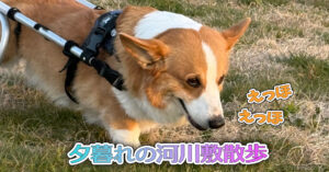 夕暮れの河川敷散歩