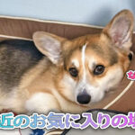 最近のお気に入りの場所