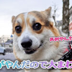 雨がやんだので大まわり！