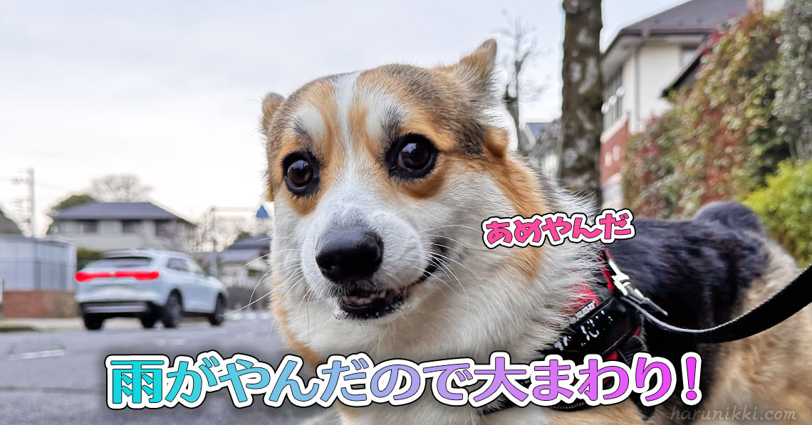 雨がやんだので大まわり！