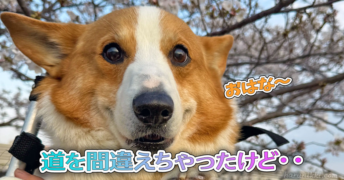 道を間違えちゃったけど・・