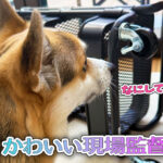 かわいい現場監督