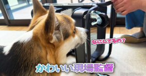 かわいい現場監督