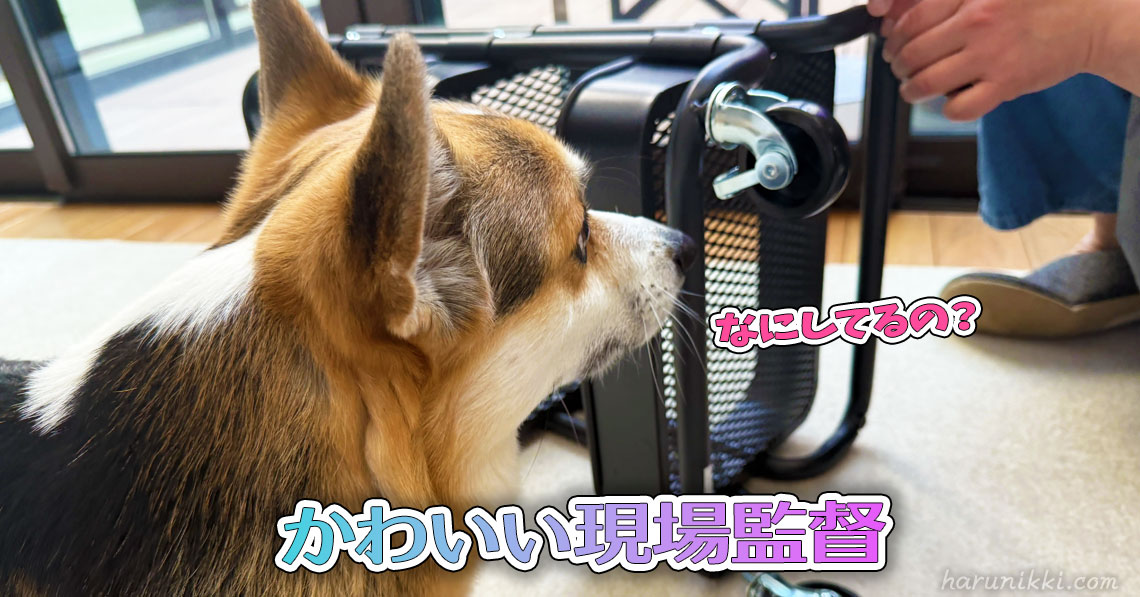 かわいい現場監督