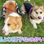 花より団子なのかい？