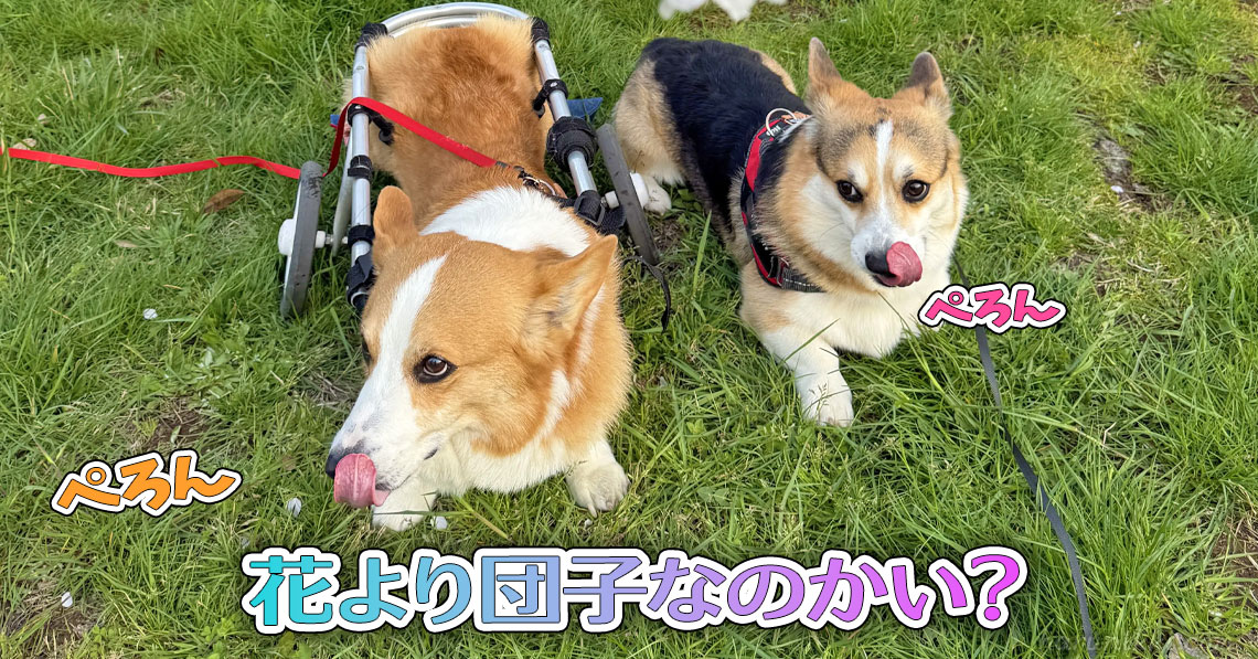 花より団子なのかい？