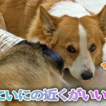 にいにの近くがいい？