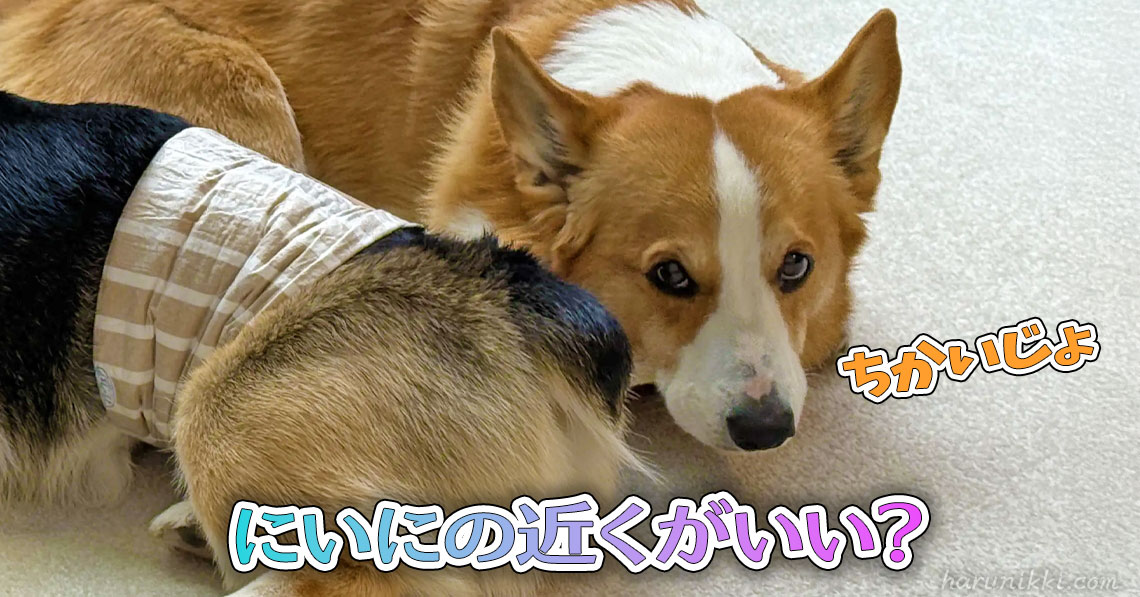 にいにの近くがいい？